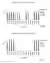 Fig. 15 - HCV neutralizing epitopes
