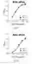 Fig. 24 - HCV neutralizing epitopes