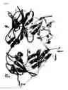 Fig. 03 - Epitope-tag surface expressed proteins and nucleic acids thereof