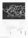 Fig. 08 - Compositions and methods for modulating responses mediated or associated with BTLA activity