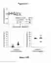 Fig. 40 - Compositions and methods for modulating responses mediated or associated with BTLA activity