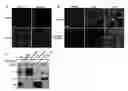 Fig. 01 - Botulinum neurotoxin E receptors and uses thereof