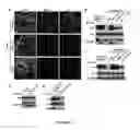 Fig. 03 - Botulinum neurotoxin E receptors and uses thereof