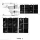 Fig. 06 - Botulinum neurotoxin E receptors and uses thereof