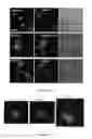 Fig. 12 - Botulinum neurotoxin E receptors and uses thereof