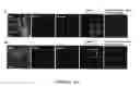 Fig. 13 - Botulinum neurotoxin E receptors and uses thereof