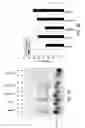 Fig. 04 - Tyrosine-modified recombinant rAAV vector compositions and methods for use