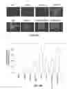 Fig. 06 - Tyrosine-modified recombinant rAAV vector compositions and methods for use