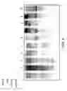 Fig. 07 - Tyrosine-modified recombinant rAAV vector compositions and methods for use