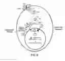 Fig. 09 - Tyrosine-modified recombinant rAAV vector compositions and methods for use