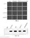 Fig. 10 - Tyrosine-modified recombinant rAAV vector compositions and methods for use