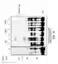 Fig. 20 - Tyrosine-modified recombinant rAAV vector compositions and methods for use