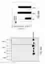Fig. 21 - Tyrosine-modified recombinant rAAV vector compositions and methods for use