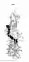 Fig. 04 - Antibodies that bind IL-18 and methods of inhibiting IL-18 activity
