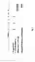 Fig. 09 - Antibody-mediated modulation of allergy