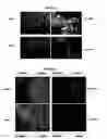 Fig. 07 - METHODS FOR SCREENING FOR THERAPEUTIC MOLECULES AND USE OF THE MOLECULES THEREFROM