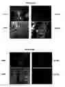 Fig. 09 - METHODS FOR SCREENING FOR THERAPEUTIC MOLECULES AND USE OF THE MOLECULES THEREFROM