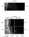 Fig. 10 - METHODS FOR SCREENING FOR THERAPEUTIC MOLECULES AND USE OF THE MOLECULES THEREFROM