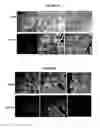 Fig. 13 - METHODS FOR SCREENING FOR THERAPEUTIC MOLECULES AND USE OF THE MOLECULES THEREFROM