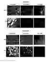 Fig. 15 - METHODS FOR SCREENING FOR THERAPEUTIC MOLECULES AND USE OF THE MOLECULES THEREFROM