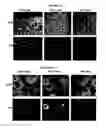 Fig. 16 - METHODS FOR SCREENING FOR THERAPEUTIC MOLECULES AND USE OF THE MOLECULES THEREFROM
