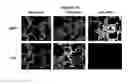 Fig. 17 - METHODS FOR SCREENING FOR THERAPEUTIC MOLECULES AND USE OF THE MOLECULES THEREFROM