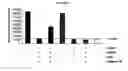 Fig. 06 - Frizzled-binding agents and uses thereof