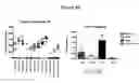 Fig. 52 - Frizzled-binding agents and uses thereof