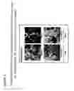 Fig. 04 - Methods of impairing osteoclast differentiation using antibodies that bind siglec-15