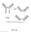Fig. 26 - Methods and Reagents for Regulation of Cellular Responses in Biological Systems