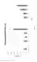 Fig. 19 - Methods of modulating the negative chemotaxis of immune cells