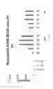 Fig. 21 - Methods of modulating the negative chemotaxis of immune cells