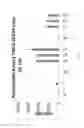 Fig. 23 - Methods of modulating the negative chemotaxis of immune cells