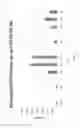 Fig. 26 - Methods of modulating the negative chemotaxis of immune cells