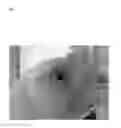 Fig. 04 - Pathogen for bacterial poultry disease
