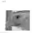 Fig. 16 - Pathogen for bacterial poultry disease