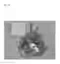 Fig. 20 - Pathogen for bacterial poultry disease
