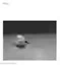 Fig. 22 - Pathogen for bacterial poultry disease
