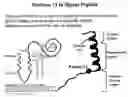 Fig. 01 - ACUTTE TRANSMITTED HIV ENVELOPE SIGNATURES