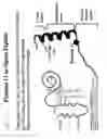Fig. 14 - ACUTTE TRANSMITTED HIV ENVELOPE SIGNATURES