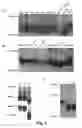 Fig. 05 - N-linked glycosylation alteration in E0 and E2 glycoprotein of classical swine fever virus and novel classical swine fever virus vaccine