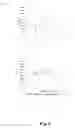Fig. 07 - N-linked glycosylation alteration in E0 and E2 glycoprotein of classical swine fever virus and novel classical swine fever virus vaccine