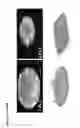 Fig. 19 - BIODEGRADABLE COMPOSITIONS AND MATERIALS