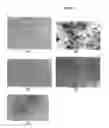 Fig. 05 - Use of advanced nanomaterials for increasing sepecific cell functions