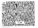 Fig. 01 - Structures Having Aligned Nanorods And Methods Of Making