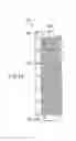 Fig. 11 - FUEL CELL POWER GENERATION SYSTEM