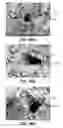 Fig. 84 - Fuel cell device and system