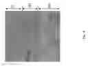 Fig. 06 - FUEL CELL COMPRISING OXYGEN ELECTRODE WITH SURFACE NANOSTRUCTURE