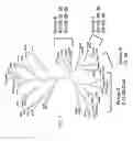 Fig. 02 - Detection of nucleic acids from multiple types of human papillomaviruses