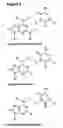 Fig. 07 - Nucleic acid base pairs